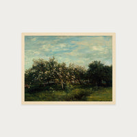Apple Blossoms