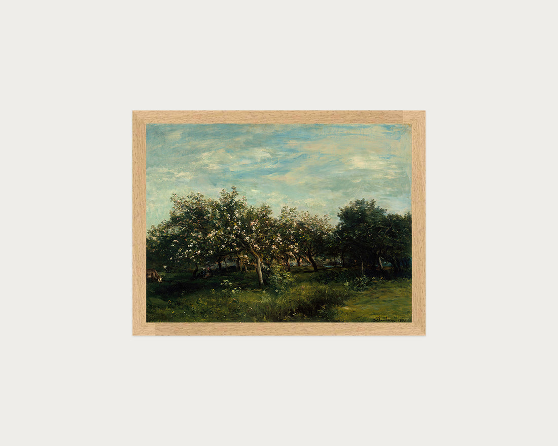 Apple Blossoms