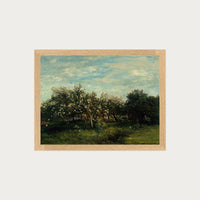 Apple Blossoms