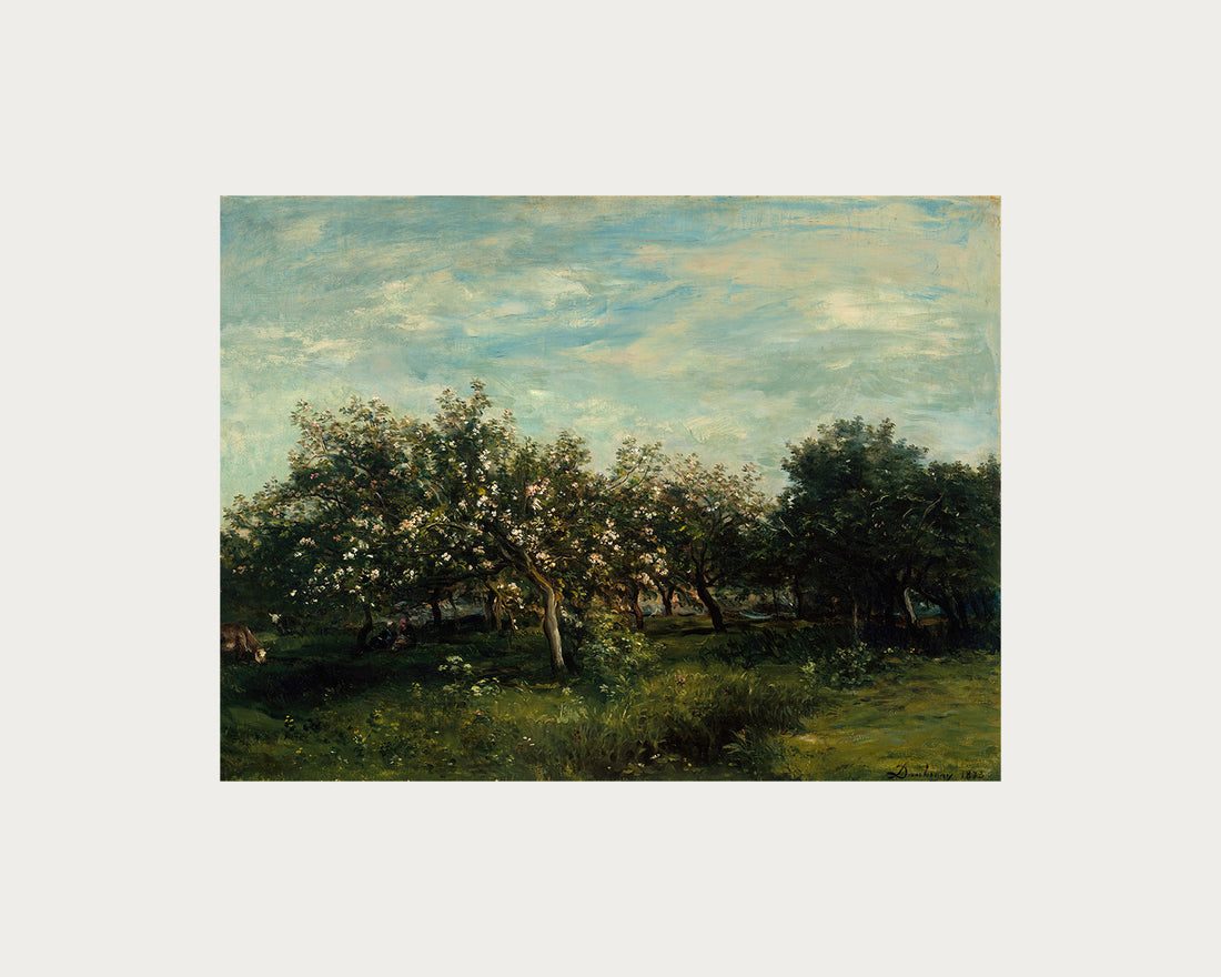 Apple Blossoms