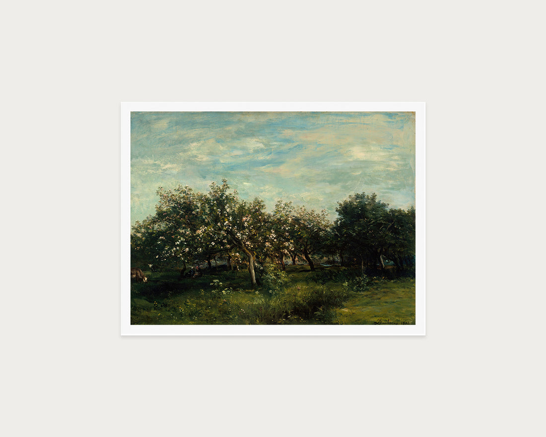 Apple Blossoms