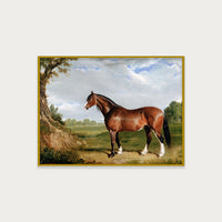 Clydesdale Stallion