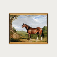 Clydesdale Stallion