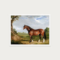 Clydesdale Stallion