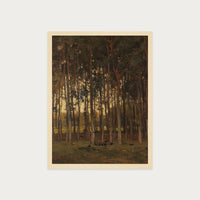 Dawn in the Woods