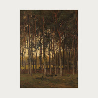 Dawn in the Woods