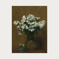 Phlox Blancs