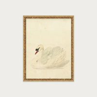 The Swan