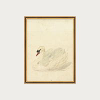 The Swan