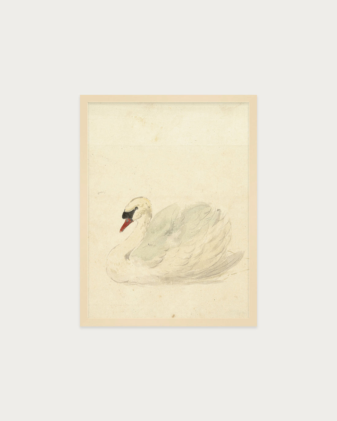 The Swan