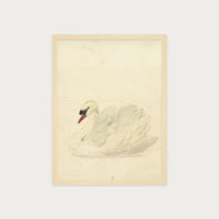 The Swan