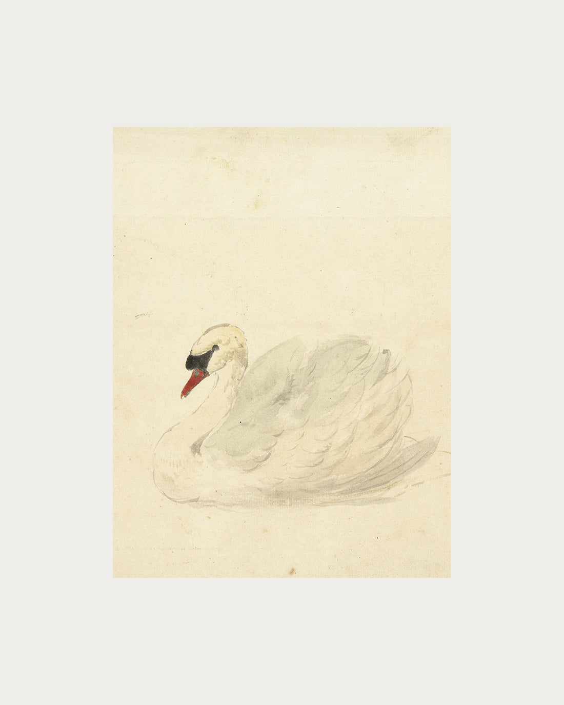 The Swan