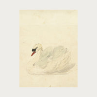 The Swan