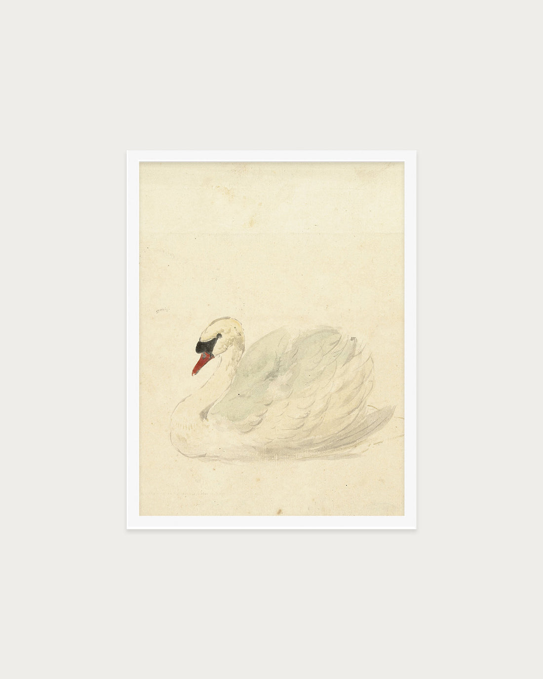 The Swan