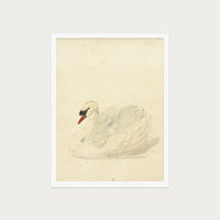 The Swan