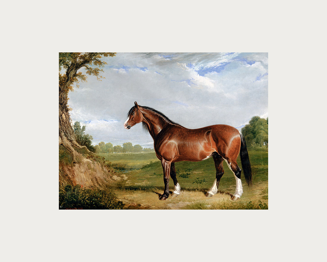 Clydesdale Stallion