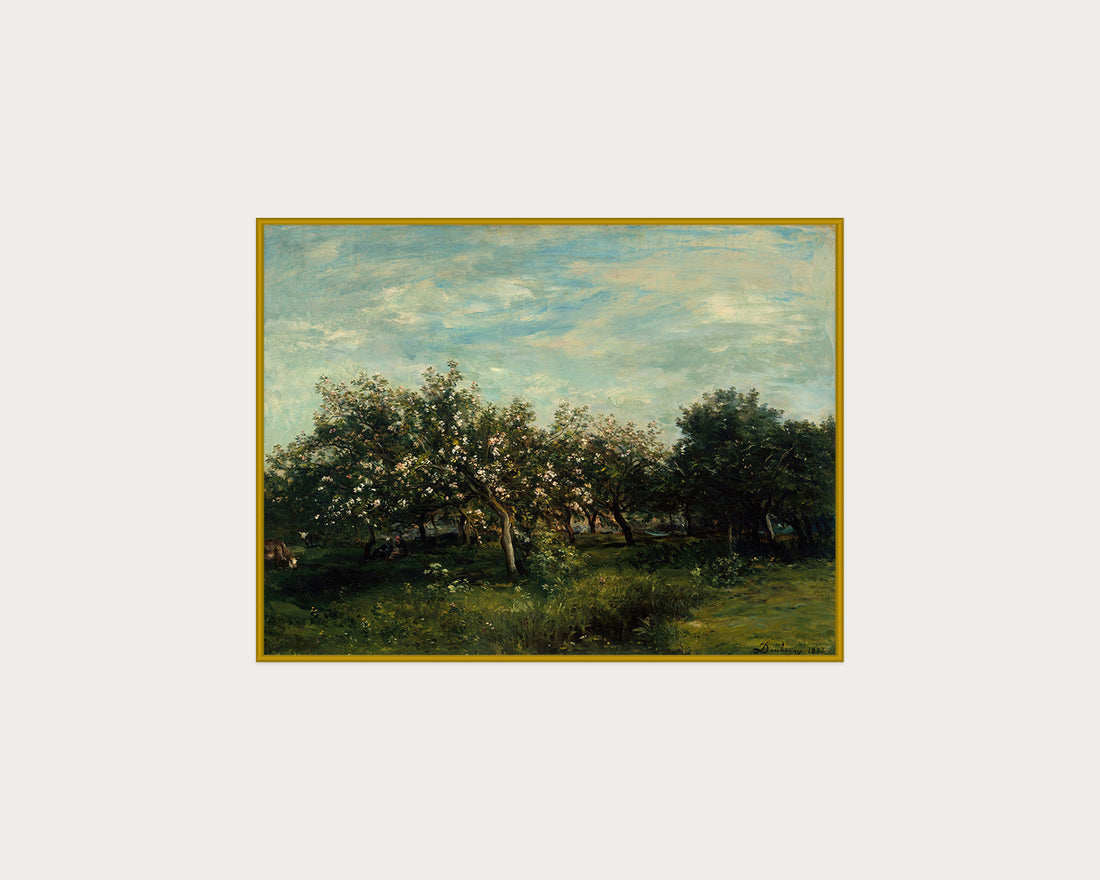 Apple Blossoms