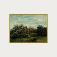 Apple Blossoms