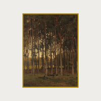 Dawn in the Woods