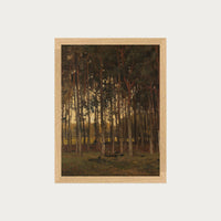 Dawn in the Woods