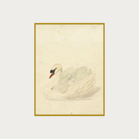 The Swan