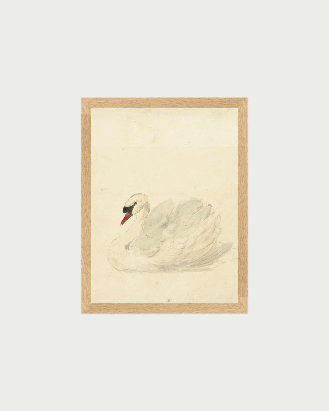 The Swan