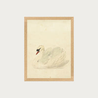 The Swan