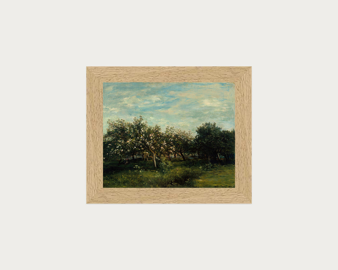 Apple Blossoms