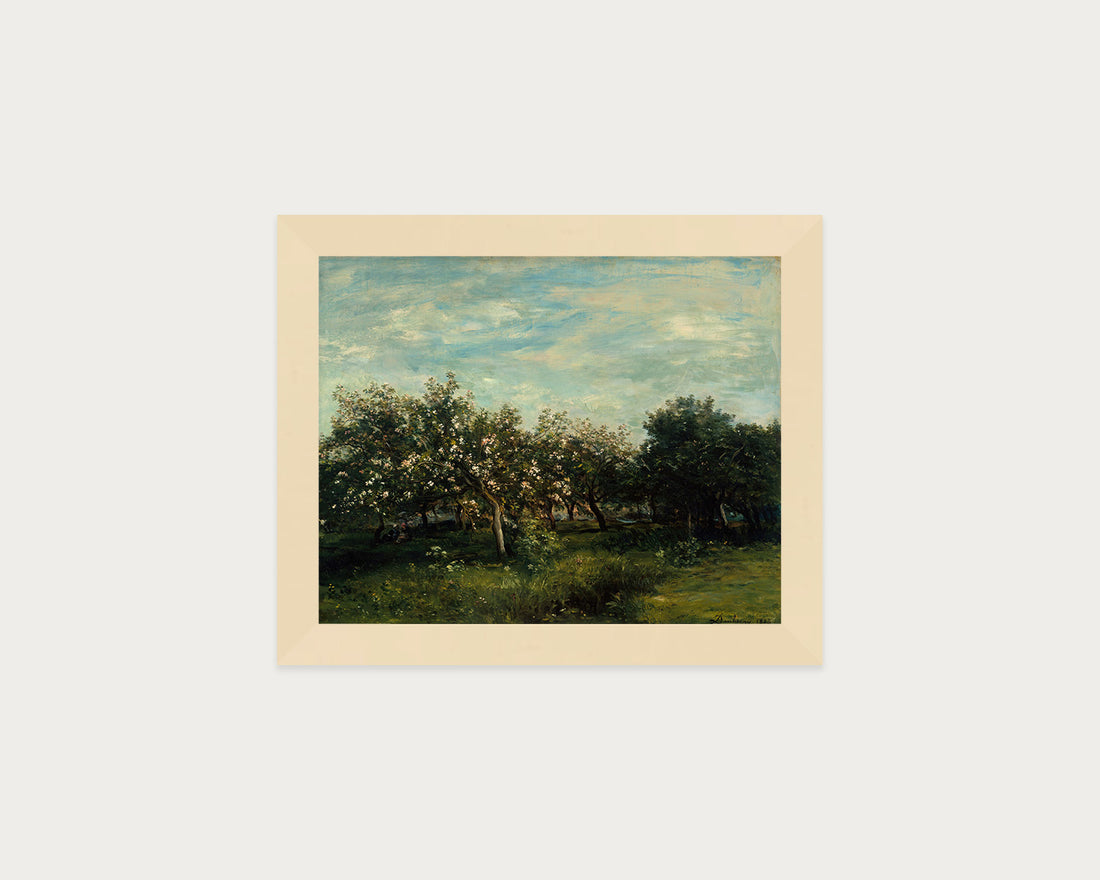 Apple Blossoms