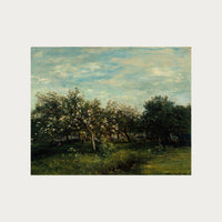 Apple Blossoms