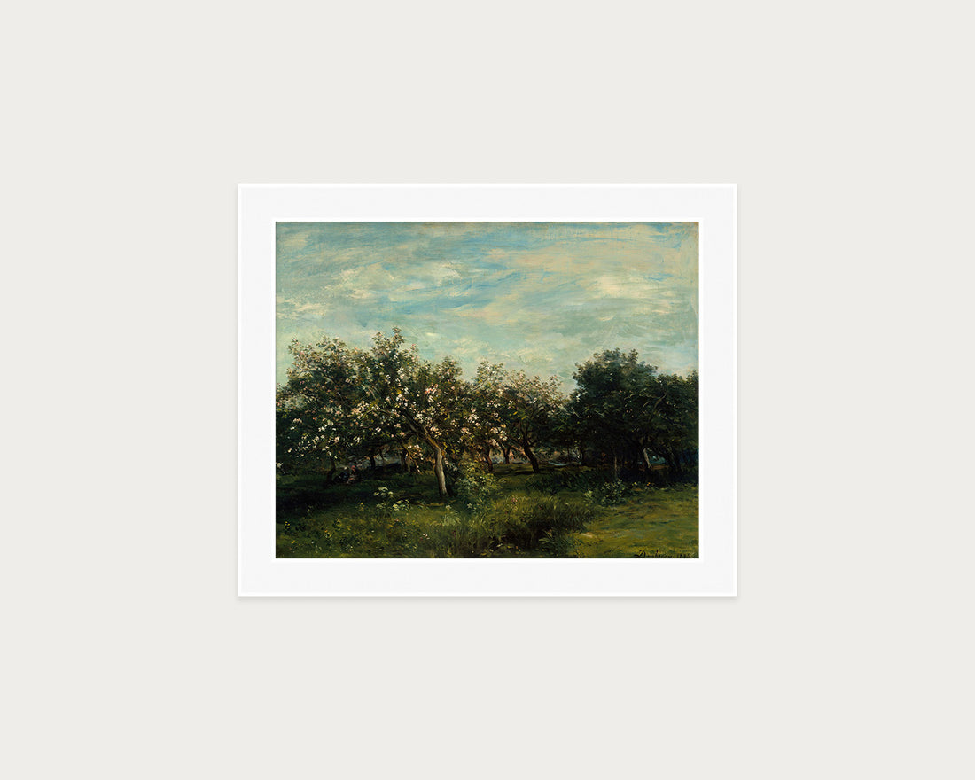 Apple Blossoms