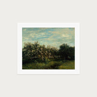 Apple Blossoms