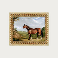 Clydesdale Stallion