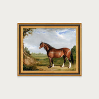 Clydesdale Stallion
