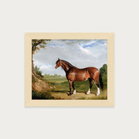 Clydesdale Stallion