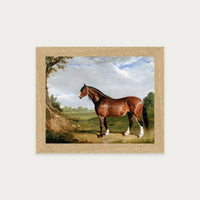 Clydesdale Stallion