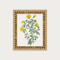 Golden Blooms