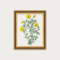 Golden Blooms