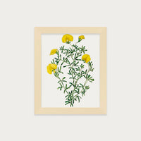 Golden Blooms