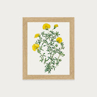 Golden Blooms