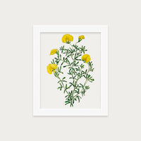 Golden Blooms