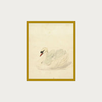 The Swan