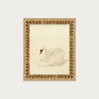 The Swan
