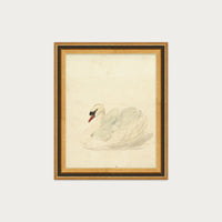 The Swan