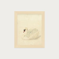 The Swan