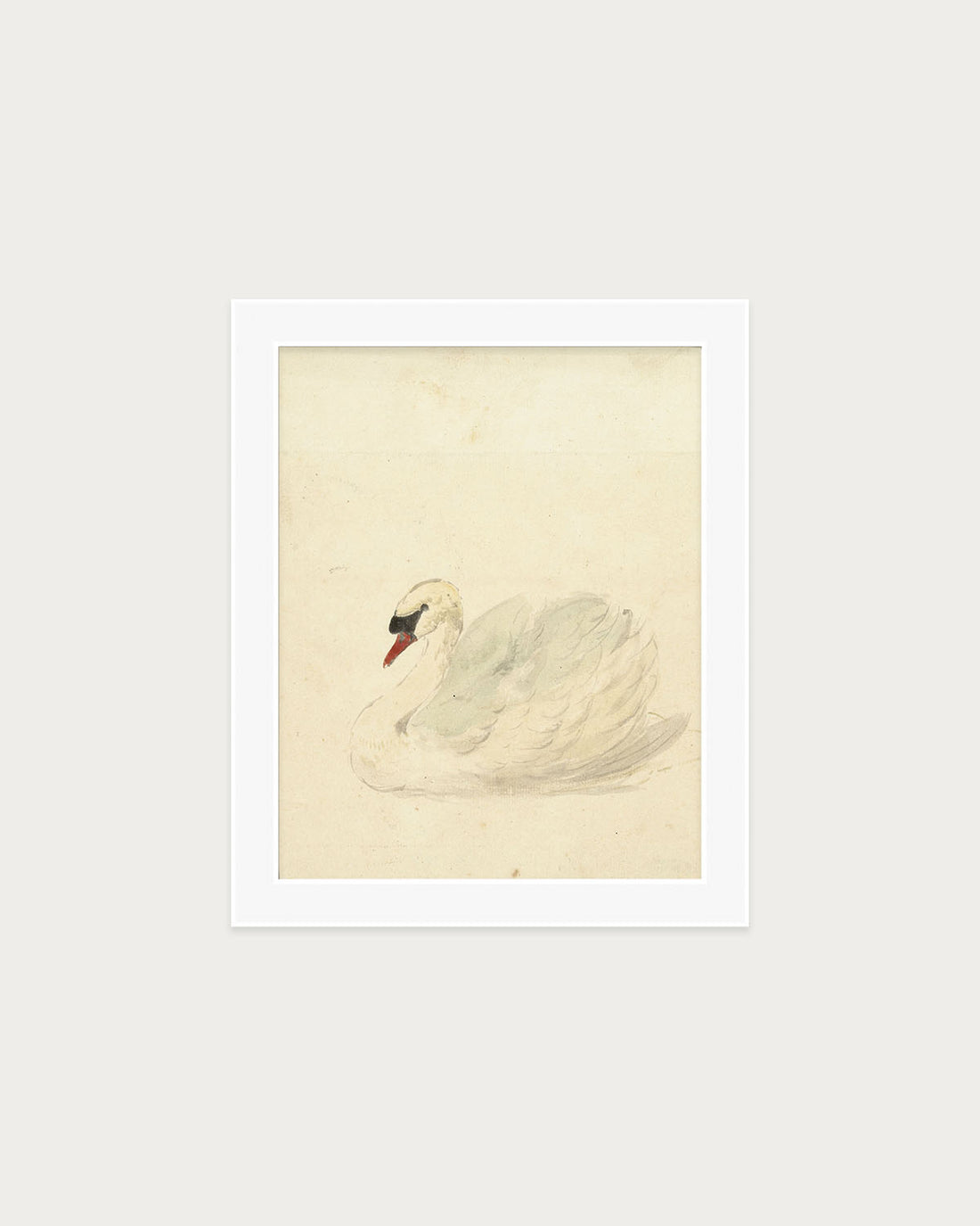 The Swan