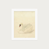 The Swan
