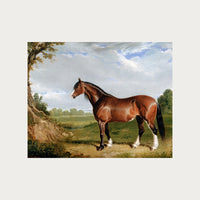 Clydesdale Stallion