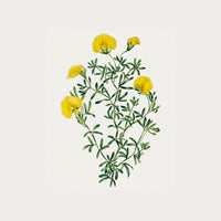 Golden Blooms