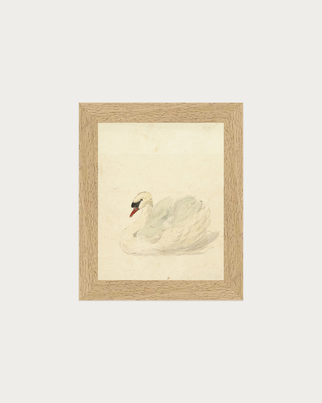 The Swan